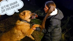 Кошка Морошка помогает с распаковкой посылки с подарками. Пёс Кубик дождался Машу с бычьей палочкой