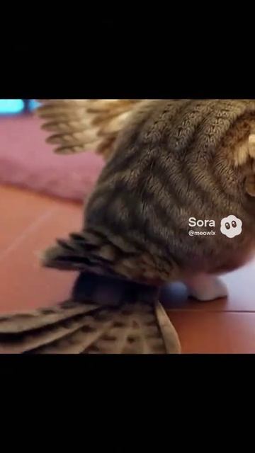 сора птица покойя смотреть онлайн