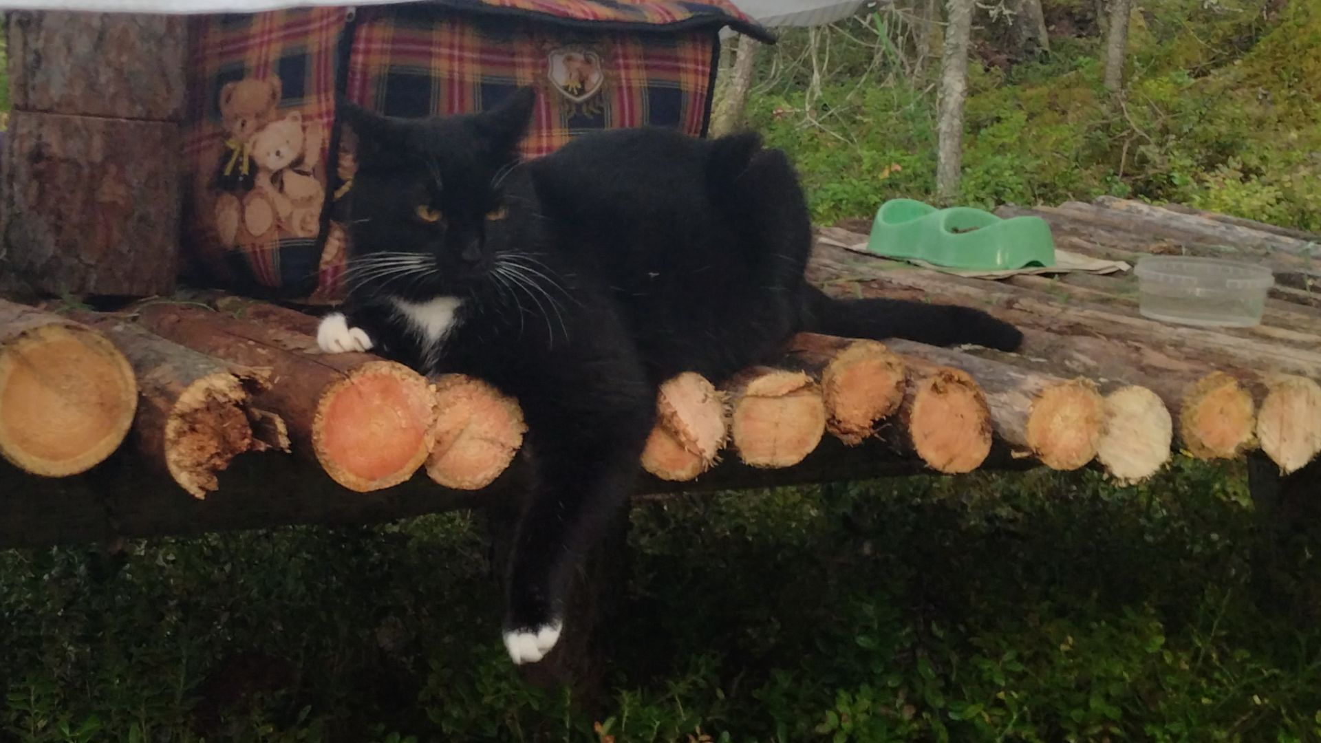 Знакомство с Карелией. Марс атакует. Часть 8 смотреть онлайн