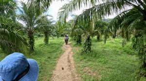 Катание на слонах, Таиланд