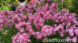 Флокс Матрешка моей селекции