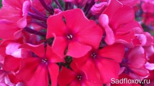 Флокс Текила Санрайз ( Tequila Sunrise ), селекции Яна Вершхора