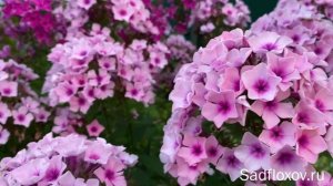 Флокс Мозаика, селекции Е.А. Константиновой