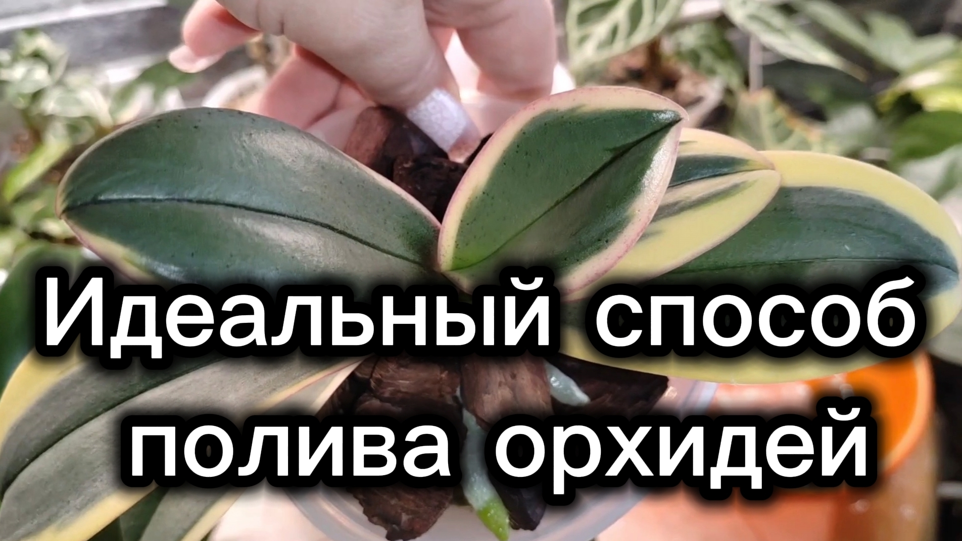 КОРНИ, ЛИСТЬЯ И ЦВЕТОНОСЫ У ОРХИДЕЙ растут как на дрожжах от такого способа полива 🔥 смотреть онлайн