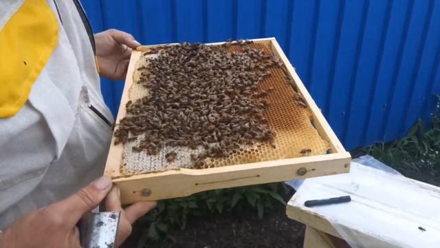 Карника Инструментального осеменения тонкости подсадки в отводки смотреть онлайн