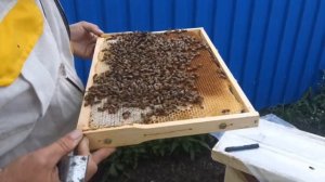 Карника Инструментального осеменения тонкости подсадки в отводки