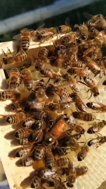 Матки Бакфаст на заказ #shorts смотреть онлайн