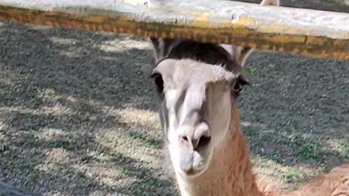 Маленькая лама смотреть онлайн