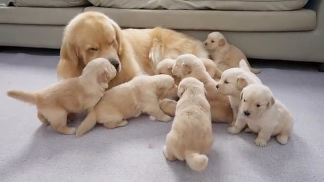 Папаша-золотистый ретривер впервые встречает своих 8 очаровательных щенков - 2025 год смотреть онлайн