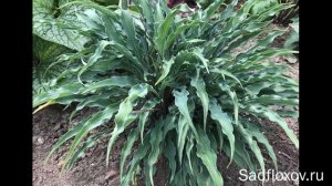 Хоста Керли Фрайс (Curly Fries) и ее потомки