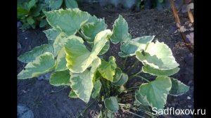 Бруннеры. Уход, посадка, сорта.