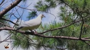 Прости говорил | Автор-Ольга Павлова,Стихи,Суно, Видео|