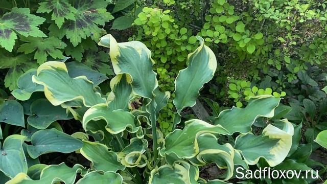 Хоста №1 среди хост с закрученными листьями, хоста Wheee (Вии) смотреть онлайн