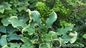 Хоста №1 среди хост с закрученными листьями, хоста Wheee (Вии)