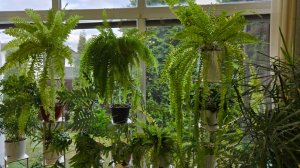 Новые полки для цветов на подоконник