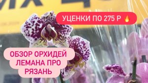 🟠ОРХИДЕИ УЦЕНКИ ПО 275р Обзор Лемана Про Рязань #орхидеиуценки #обзоры #обзорорхидей #обзорцветов