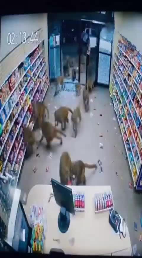 Внимание, орудует банда 🤣🤣 смотреть онлайн