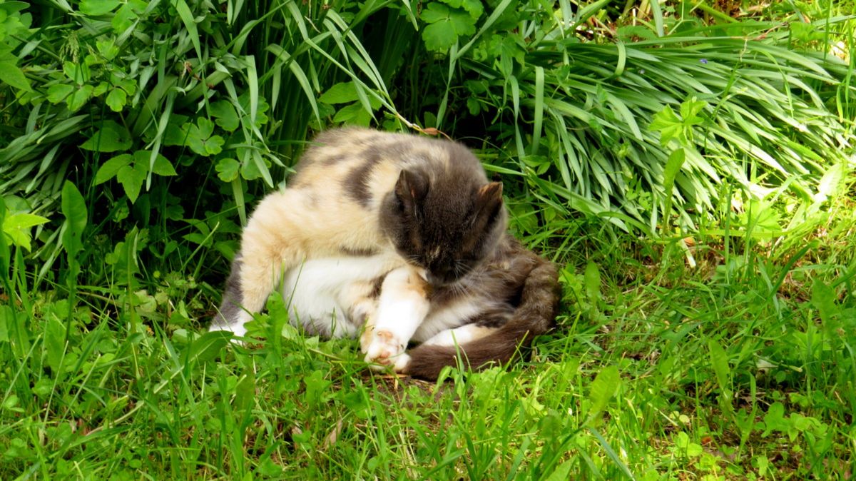 Соседская кошка