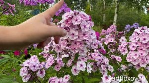 Розовый флокс Юности Пора, моей селекции