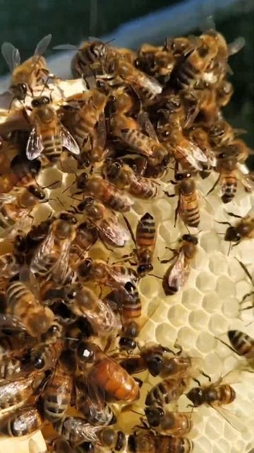 Матки Бакфаст на заказ смотреть онлайн