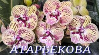 №1144/ МОРЕ свежих ОРХИДЕЙ в с/ц на АТАРБЕКОВА смотреть онлайн