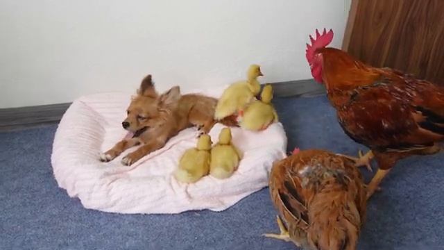 Петух и курица в шоке от того, как собака заботится об утятах - 2025 год смотреть онлайн
