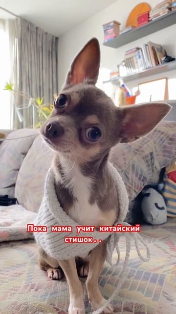 Чихуахуа Нина