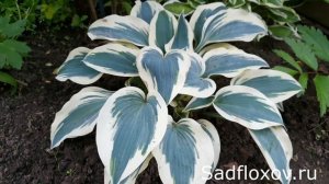 Хоста бестселлер - хоста Фирн Лайн (Firn Line)