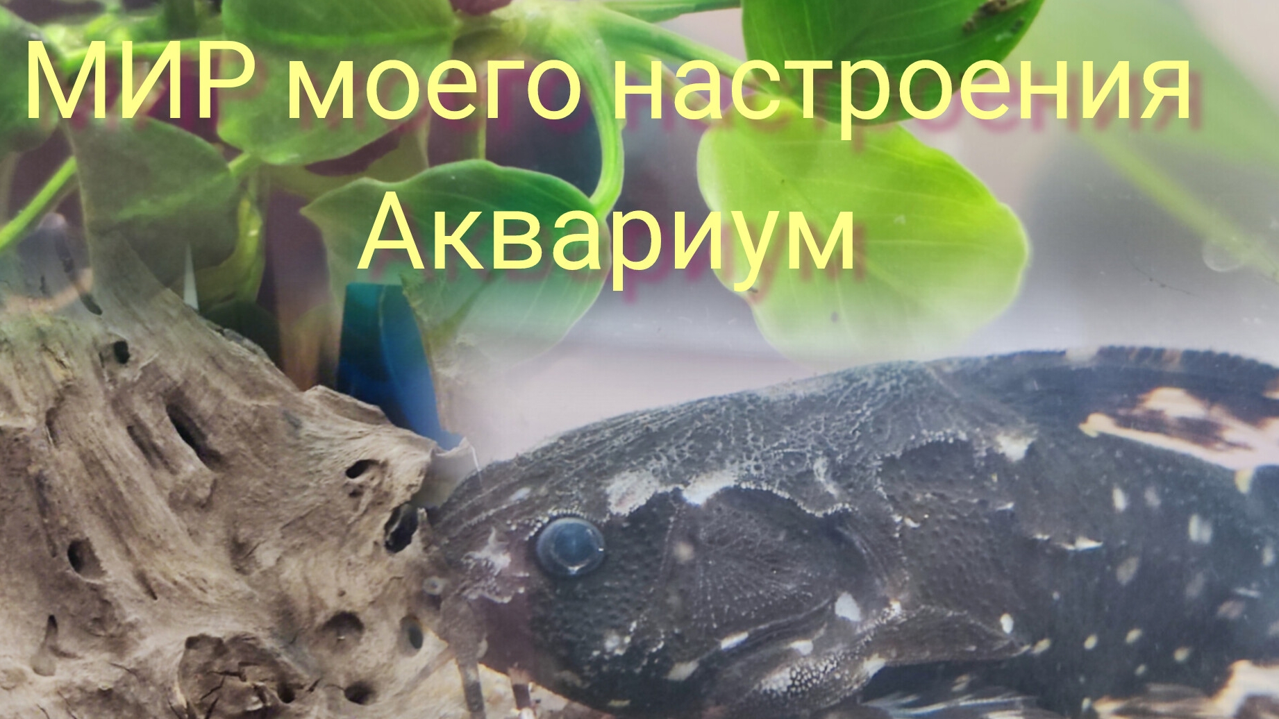 21.11.25 Аквариум,часть 1.Поездка в аквариумный магазин. смотреть онлайн