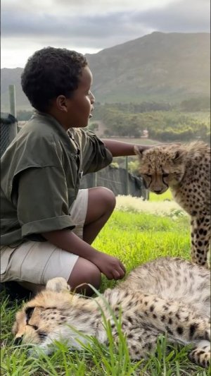 Погладил Бы Гепарда в Африке？