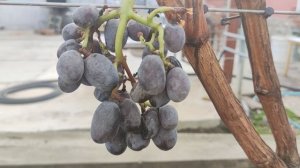 ВКУСНЯШКА ОТ КАЛУГИНА!!! 55-6-3!!!🍇🍇🍇 Telegram, WhatsApp и Vlber +79528500417. ТЕЛ. +79054033245.