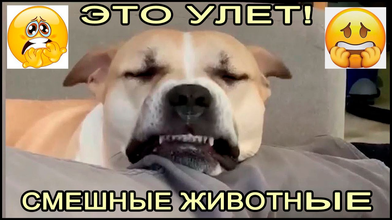 Смешные собаки и кошки. Приколы - видео смотреть.