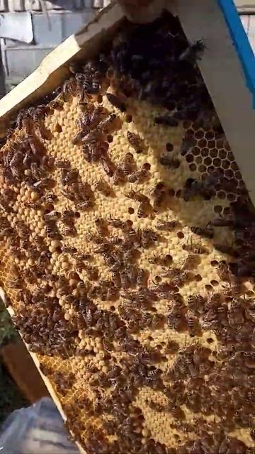 Трутневое молочко с пасеки Леденевых смотреть онлайн