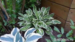 Известная хоста Стриптиз и ее потомки