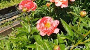 Шикарный пион Корал Сансет ( Coral Sunset ) в моем саду
