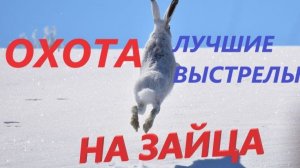 ОХОТА НА ЗАЙЦА. ЛУЧШИЕ ВЫСТРЕЛЫ 2023-2024