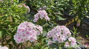 Флокс Смузи моей селекции