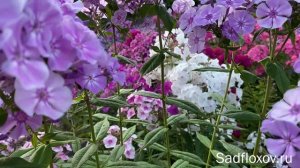 Флокс Вакула моей селекции