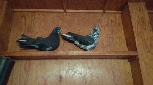 Николаевские голуби.Обзор пары 22.1125 г