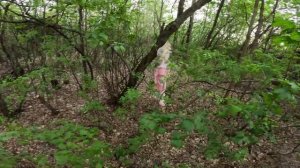 ПРОДАЮ ВСЕ СВОИ ПИТБАЙКИ! ПОСЛЕДНЯЯ ПОКАТУШКА В СЕКТАНСКИЙ ЛЕС С КУКЛАМИ! ЭТО НАЧАЛО КОНЦА!?