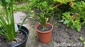 Три молящиеся хосты. Чем они отличаются?