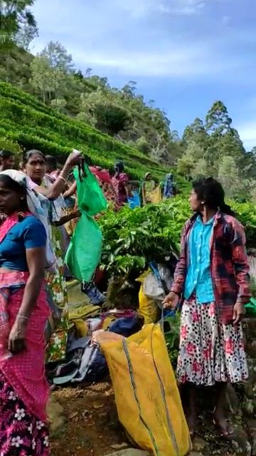 Сборщицы чая на Шри-Ланке смотреть онлайн