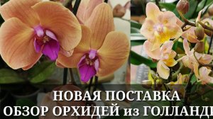 Новая поставка орхидей: ароматные, новинки, бабочки, пелорики