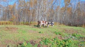 Бычки на пастбище