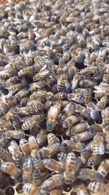 Первый осмотр #сибирь #бакфаст #шортс #shorts #пчёлы #мёд #пчеловодство #пасека #пчелы смотреть онлайн