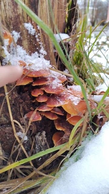 Фламмулина бархатистоножковая, она же зимний опёнок смотреть онлайн