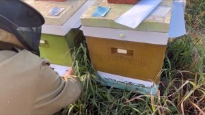 Обработка пчёл от клеща