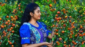 Тонны плодов химбуту! 🍒 Я приготовила летний напиток, сироп и десерт из их сочной мякоти.