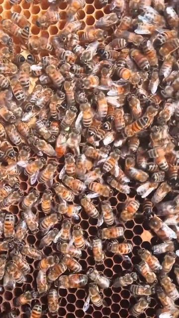 Маточка Бакфаст #сибирь #бакфаст #шортс #shorts #пчёлы #мёд #пчеловодство #пасека #пчелы смотреть онлайн