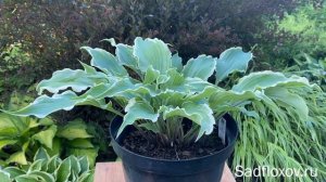 Хоста Султанс Оф Свинг (Sultans Of Swing) в моем саду